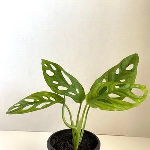 Monstera adansonii 🌿